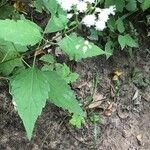 Ageratina altissima Yaprak