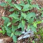 Solanum carolinense Leaf