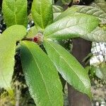 Ficus coronata Fuelha