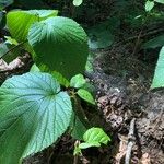 Viburnum lantanoides Leaf