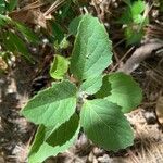 Physalis heterophylla Foglia