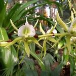 Angraecum eburneum Blomst