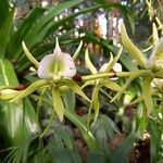 Angraecum eburneum Flower