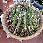 Ferocactus herrerae Foglia