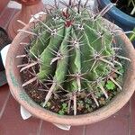 Ferocactus herrerae Hostoa