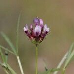 Trifolium willdenovii Flor