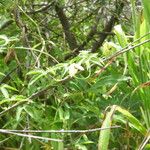 Dalechampia scandens Hábito