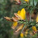 Ulex minor Floare