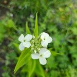 Hesperis matronalis Fleur