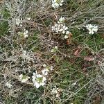 Erucastrum nasturtiifolium ফুল