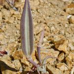 Calochortus kennedyi Fruit