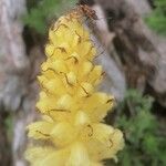Orobanche flava Voninkazo