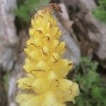 Orobanche flava 花