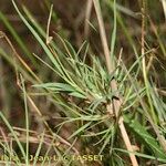 Agrostis canina ഇല