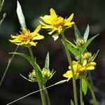 Helianthella californica