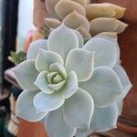 Echeveria elegansDeilen