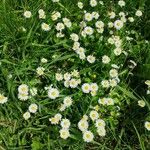 Bellis annuaFlower