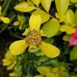 Trimezia martinicensis Kwiat