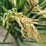 Oryza sativa Плід