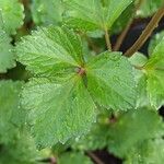 Ligusticum scothicum Blad