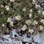 Saponaria lutea आदत