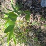 Polygonatum odoratum Floro