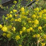 Medicago falcataFlors