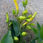 Nicotiana glauca Blatt