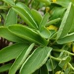 Gymnospermium odessanum Leaf