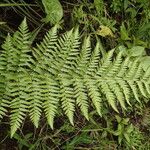 Dryopteris athamantica Leaf