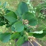 Amelanchier alnifolia Leaf