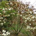 Rhododendron lanatum 整株植物