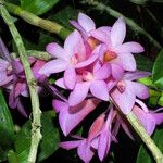 Dendrobium pseudoglomeratum Çiçek