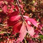 Euonymus alatus Leaf