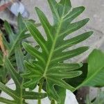 Philodendron xanaduList