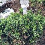 Juniperus chinensis Blad