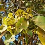 Combretum molle Fruit