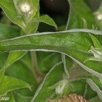 Helichrysum foetidum Blad