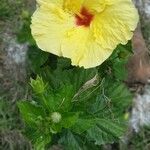 Hibiscus rosa-sinensisFlower