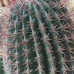 Ferocactus pilosus Ліст