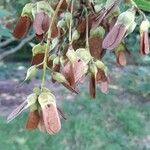 Acer diabolicum Fruit