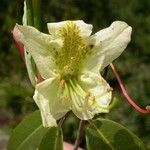 Rhododendron triflorum Flower