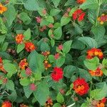 Lantana aculeata Fuelha