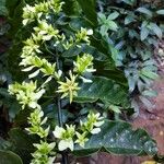 Cuviera longiflora Flor