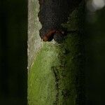 Anaxagorea dolichocarpa Bark