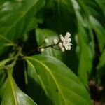 Nectandra hihua Flower