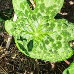 Podophyllum cv. 'Kaleidoscope' 葉