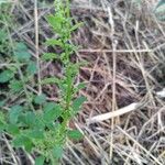 Chenopodium polyspermum Frukt