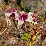 Strophanthus sarmentosus Fleur