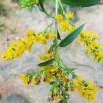 Solidago fistulosa Kvet